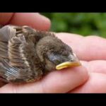 Erek Erek Burung Di Buku Tafsir Mimpi Dan Kode Alam
